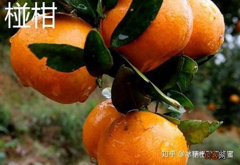 椪柑和芦柑的区别