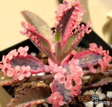 有哪些多肉品种比较好养？有一个月浇一次水这种品种吗？