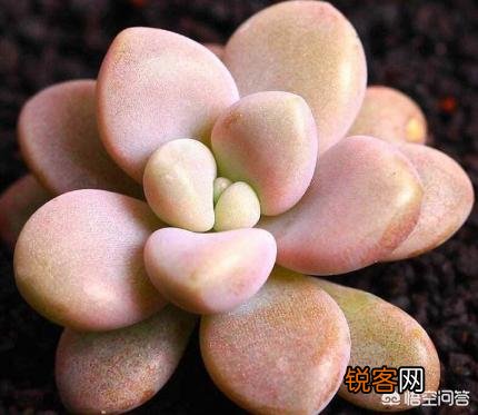 有哪些多肉品种比较好养？有一个月浇一次水这种品种吗？