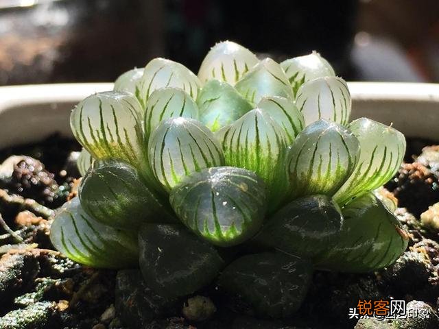 有哪些多肉品种比较好养？有一个月浇一次水这种品种吗？