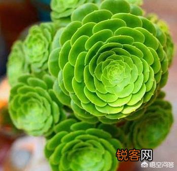有哪些多肉品种比较好养？有一个月浇一次水这种品种吗？