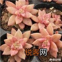 有哪些多肉品种比较好养？有一个月浇一次水这种品种吗？