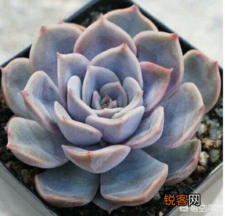 有哪些多肉品种比较好养？有一个月浇一次水这种品种吗？