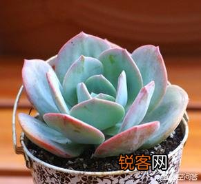 有哪些多肉品种比较好养？有一个月浇一次水这种品种吗？