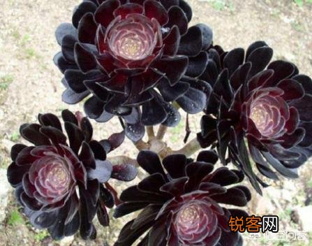 有哪些多肉品种比较好养？有一个月浇一次水这种品种吗？