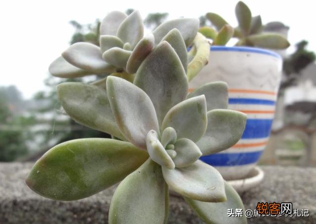 哪个品种的多肉植物适合懒人养？