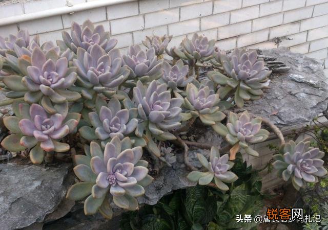 哪个品种的多肉植物适合懒人养？