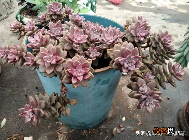 哪个品种的多肉植物适合懒人养？