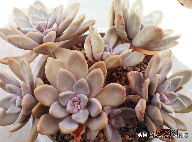 哪个品种的多肉植物适合懒人养？