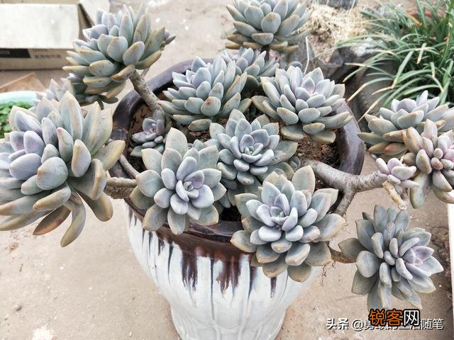 哪个品种的多肉植物适合懒人养？