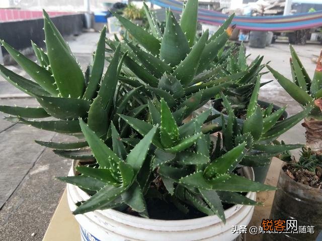哪个品种的多肉植物适合懒人养？