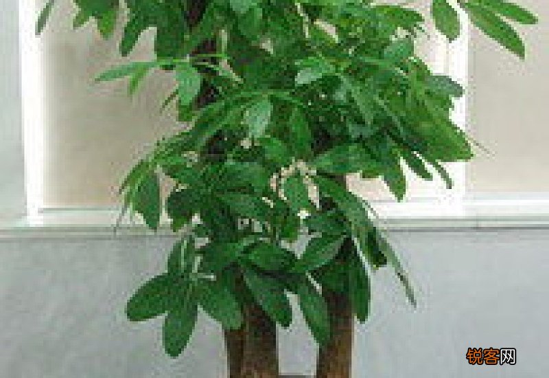 室内绿化植物品种大全