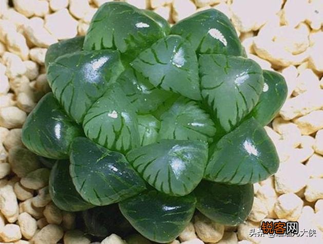 什么品种的多肉植物耐阴？