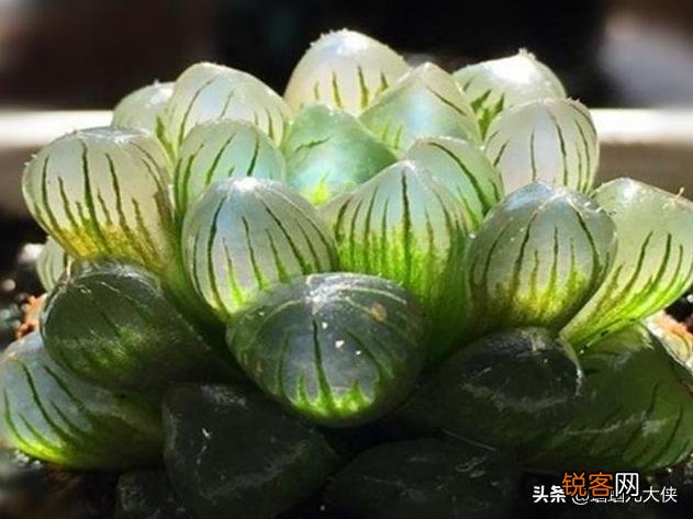 什么品种的多肉植物耐阴？