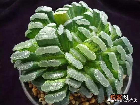 什么品种的多肉植物耐阴？