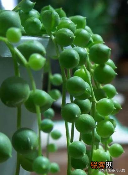 什么品种的多肉植物耐阴？