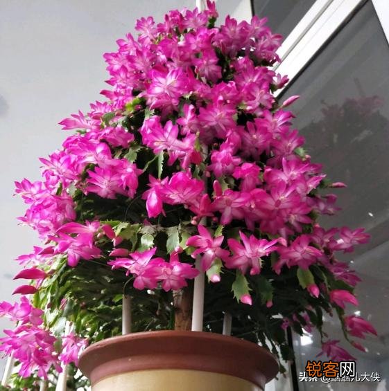 什么品种的多肉植物耐阴？
