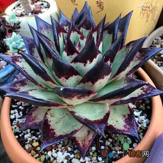 多肉植物哪种美观漂亮好养？