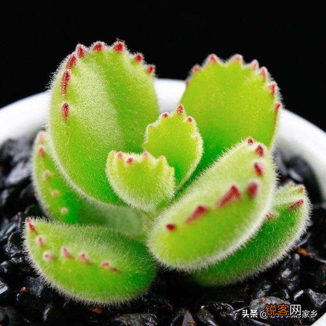 多肉植物哪种美观漂亮好养？