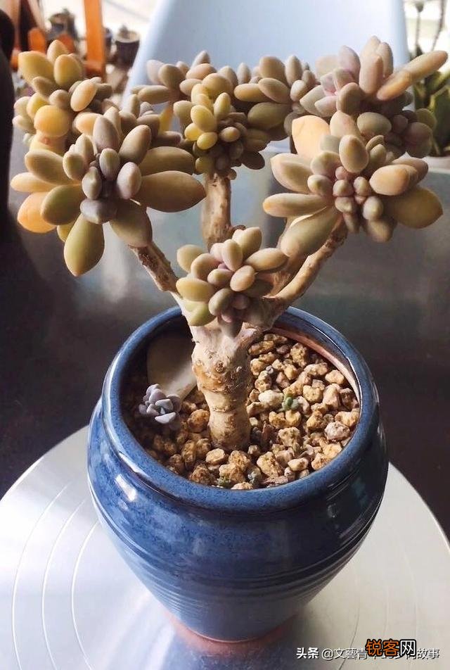 多肉植物哪种美观漂亮好养？