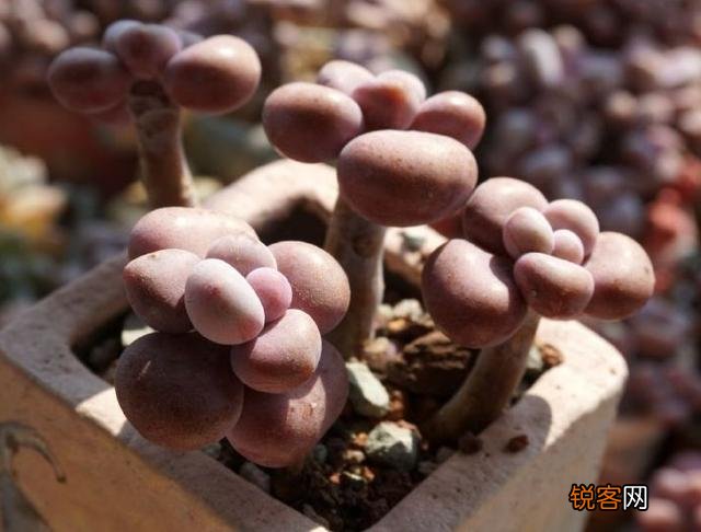 多肉植物哪种美观漂亮好养？