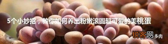 多肉植物哪种美观漂亮好养？