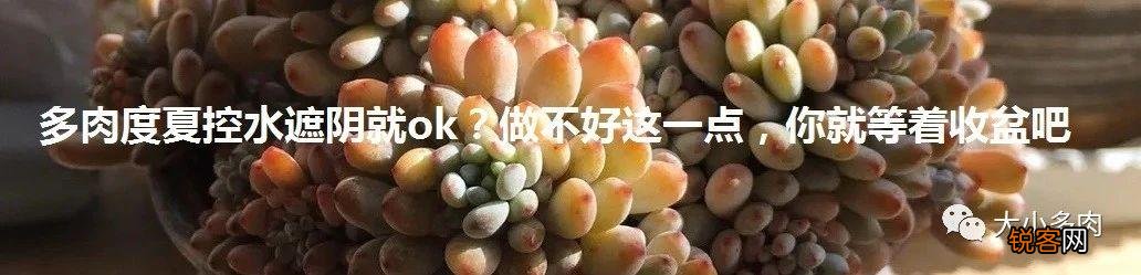 多肉植物哪种美观漂亮好养？
