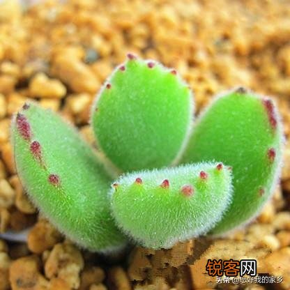 多肉植物哪种美观漂亮好养？