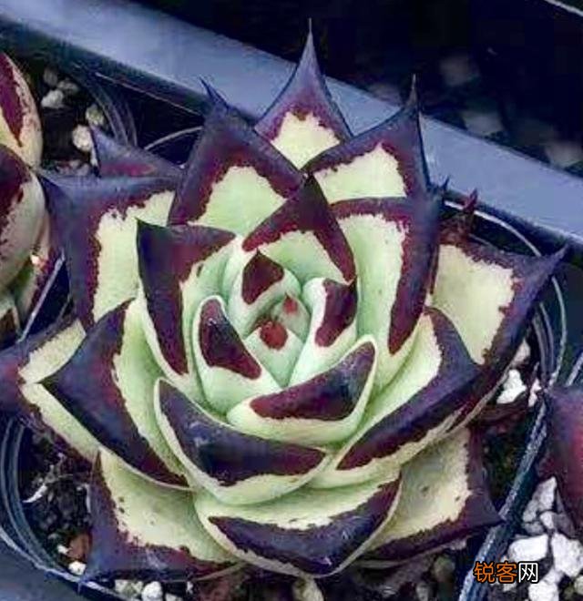 多肉植物哪种美观漂亮好养？