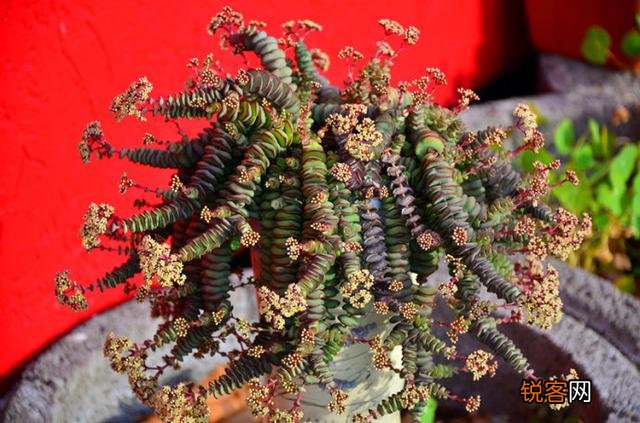 多肉植物哪种美观漂亮好养？