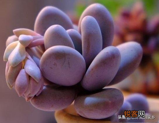 多肉植物哪种美观漂亮好养？