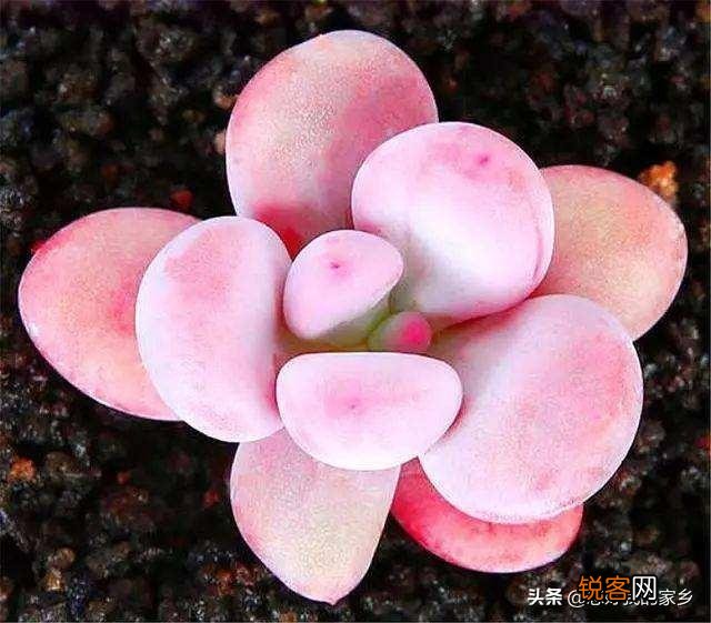 多肉植物哪种美观漂亮好养？