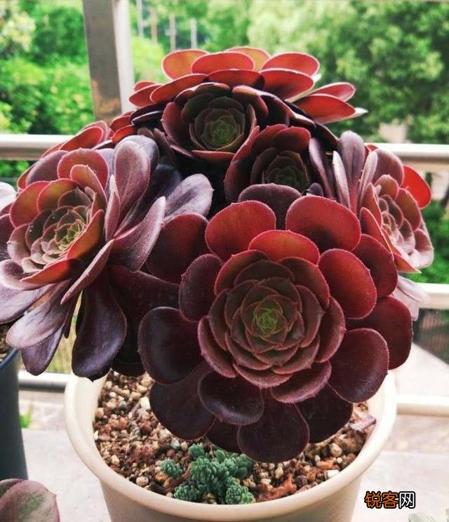 多肉植物哪种美观漂亮好养？