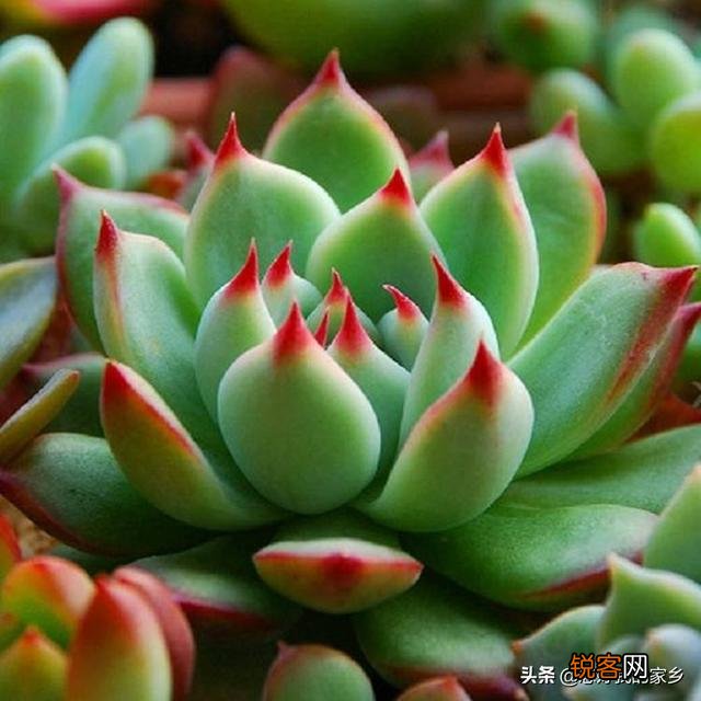 多肉植物哪种美观漂亮好养？