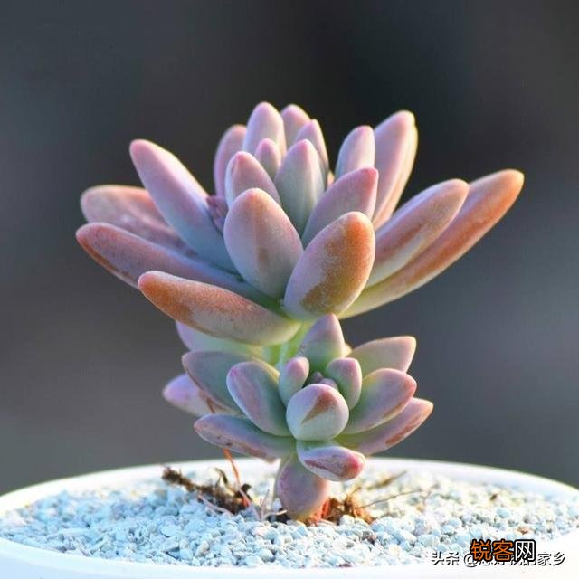 多肉植物哪种美观漂亮好养？