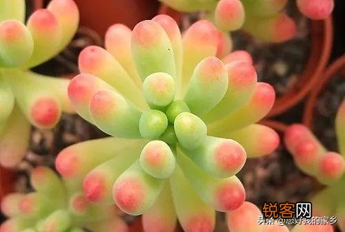 多肉植物哪种美观漂亮好养？