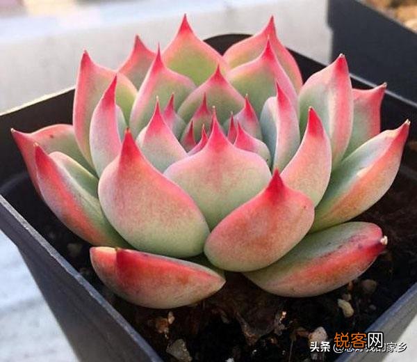 多肉植物哪种美观漂亮好养？