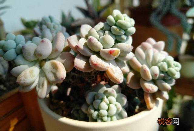 多肉植物哪种美观漂亮好养？