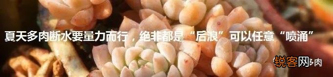 多肉植物哪种美观漂亮好养？
