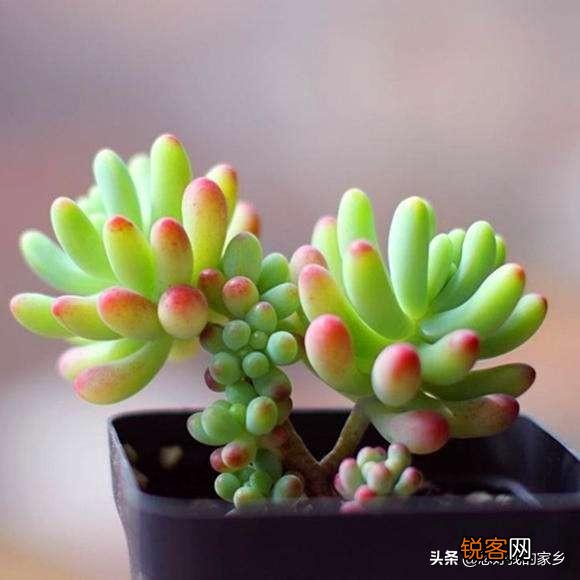 多肉植物哪种美观漂亮好养？