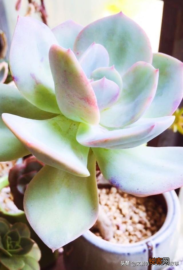 多肉植物哪种美观漂亮好养？