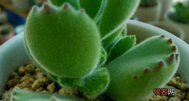多肉植物哪种美观漂亮好养？