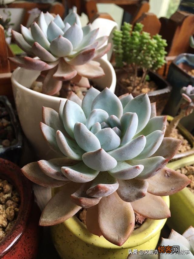 多肉植物哪种美观漂亮好养？