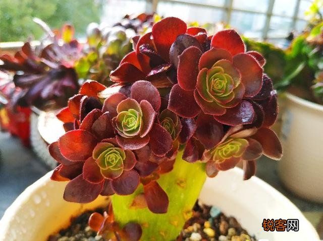 多肉植物哪种美观漂亮好养？
