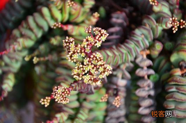 多肉植物哪种美观漂亮好养？