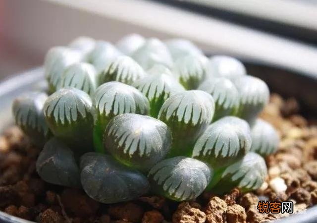 多肉植物哪种美观漂亮好养？