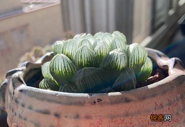 多肉植物哪种美观漂亮好养？