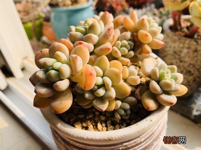 多肉植物哪种美观漂亮好养？