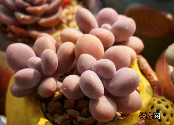 多肉植物哪种美观漂亮好养？