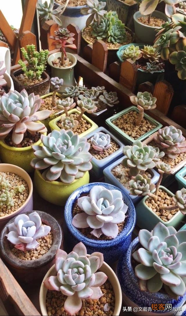 多肉植物哪种美观漂亮好养？